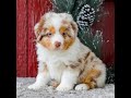 Miniature Australian Shepherd dogs for sale: Alex - Video 1