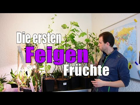 Feigen 🌳 | Die ersten Früchte | www.feigenhof-berglen.de 🌻 // Gartenschlau.com