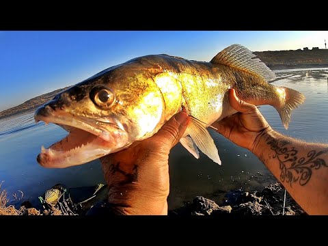 Pescuit la Somn si Salau la Dunare la guvid si caras viu toamna