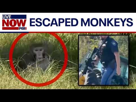 Video | BREAKING: Lab monkeys on the loose in Mississippi