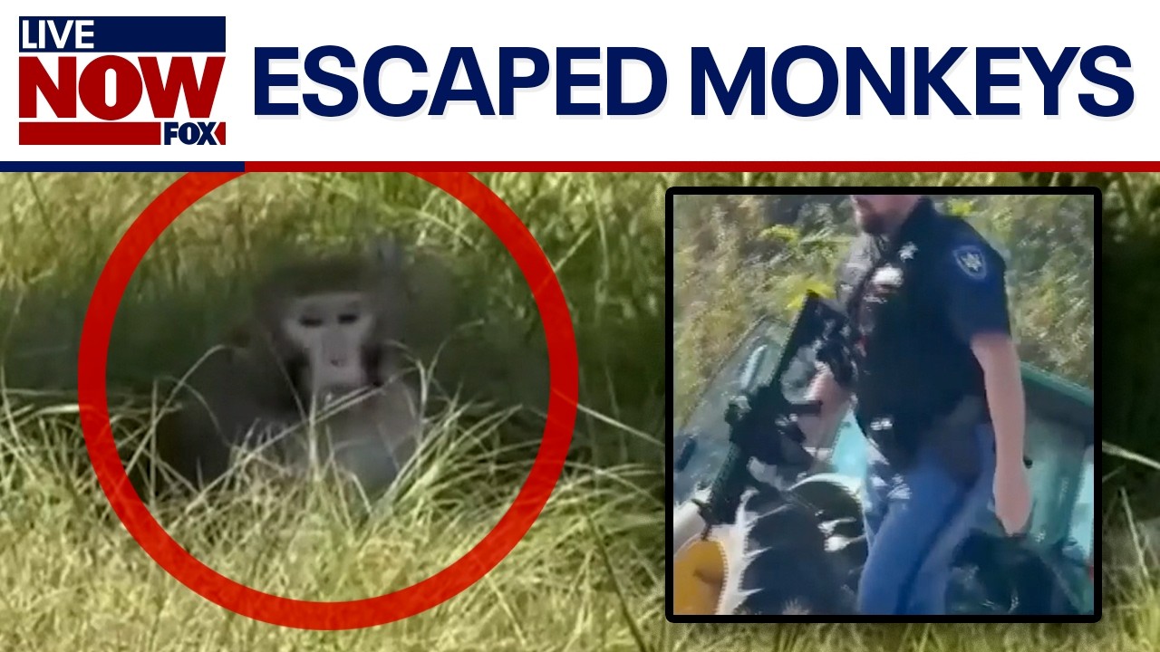 BREAKING: Lab monkeys on the loose in Mississippi
