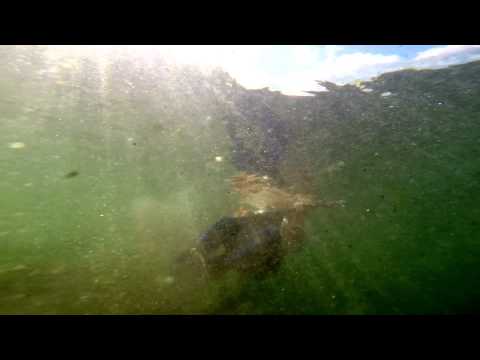 Elrox: Espresso (Official music video)