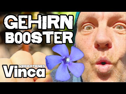 BRAIN BOOSTER - Small periwinkle, forbidden from the garden, increases brain performance (latest ...