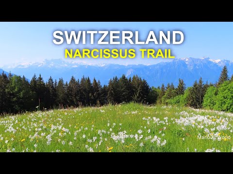 Best hiking in Switzerland 🇨🇭 Narcissus Trail above Lake Geneva and Montreux