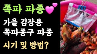 쪽파 2차 파종???? 가을 김장용 쪽파 종구 파종???? 시기 및 방법?