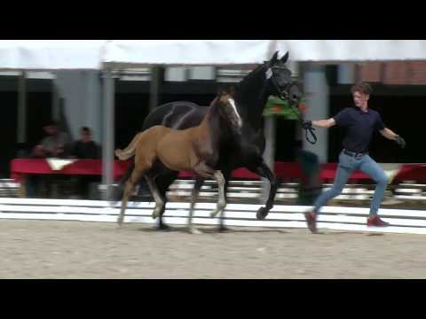 Hf v Sezuans Donnerhall x St Moritz Junior x Flavino 2019