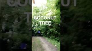 Shakira coconut tree preview new song el dorado
