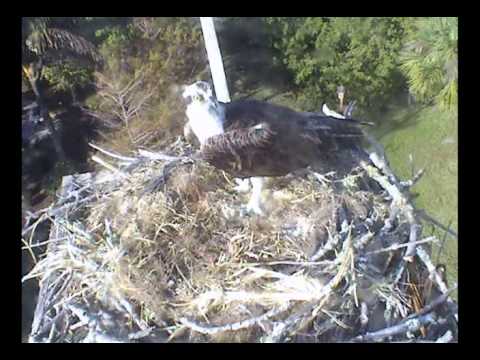 2014-01-11 0845hr Cannot ID this osprey on nest -Ocean's Reach, Sanibel, Osprey