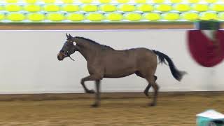Video of Chippolina 3