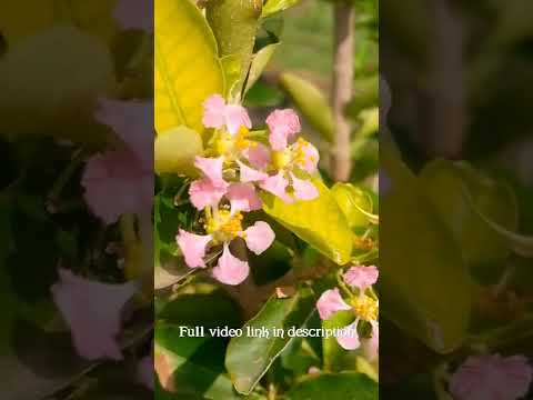 Fruiting  Flowers in our Garden | Vasantha Vanam