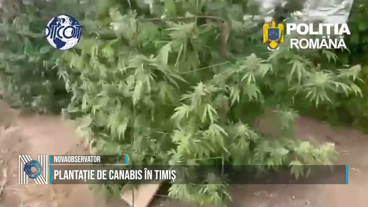 Plantație de canabis în Timiș