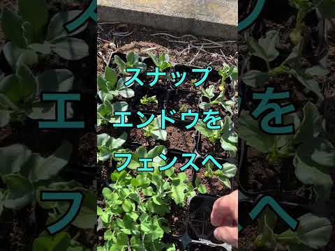 いつ、どのようにエンドウ豆を地面に蒔くのですか？ 2月に種まきを始めてもいいでしょうか？  庭園