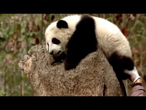 National Geographic Documentary - Rare panda s life - Wildlife Animals - Wild life Documentary