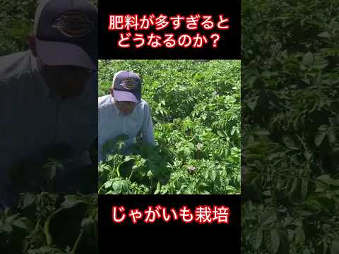 冬でもジャガイモは栽培できますか？どのような条件下で?  庭園