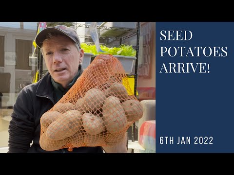 , title : 'Seed potatoes arrive!  Chitting & growing early, late and main crop potatoes