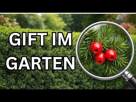 Giftpflanze Eibe: Welche Teile sind wirklich tödlich?