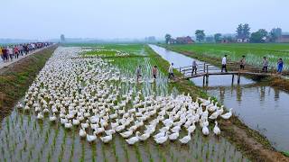 Why Millions of Ducks Are Released Into Rice Fields