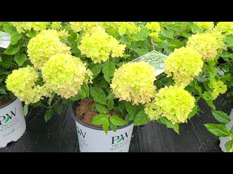 image-Is Limelight hydrangea the same as Little Lime hydrangea?