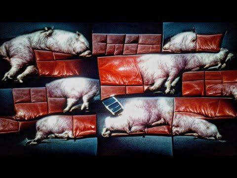 Untell (언텔) - 열등동물 UGLY ANIMAL MUSIC VIDEO