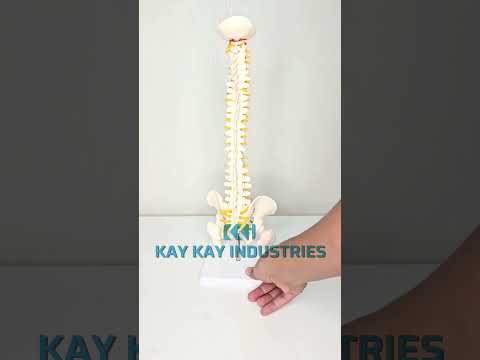 Tabletop Spine Model