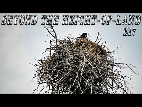 Beyond the Height-of-Land - E.17- SOLO WHITEWATER & Wildlife | 25 Days in the Northern Manitoba Wild