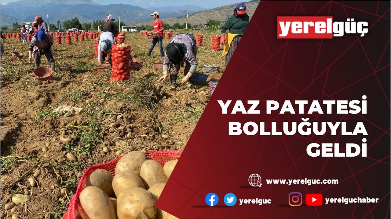 YAZ PATATESİ BOLLUĞUYLA GELDİ