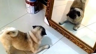 Pugs vs. Mirrors