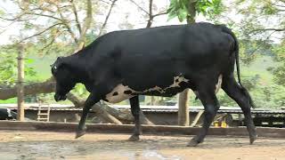 Vídeo 34 - 1º LEILÃO ANUAL SITIO TIMOTEO | VACAS 3/4 E 7/8