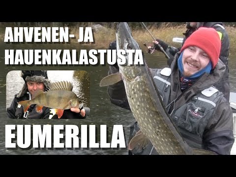 Huikeita tärppejä - Hauen- ja ahvenenkalastusta - Spintube