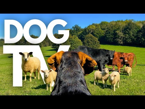 GoPro DogTV | 10hrs of Soothing Virtual Dog Walks Through Serene Farmlands 🐾🐑 Dog POV