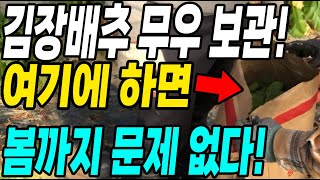김장배추 무우 보관 여기에 하면 내년봄까지 문제없어요! 돈안쓰고 오래보관방법!