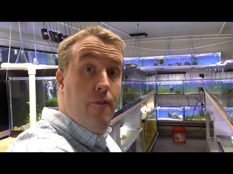 100 gallon Aquarium Under Gravel filter install - Fish Room Update Ep. 53