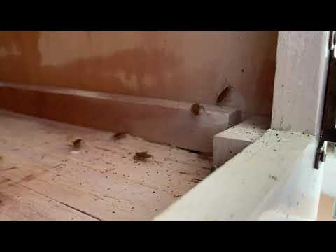 Apartment Unit Has Massive Cockroach Infestation in Long Branch, NJ