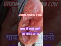 Uterine Prolapse In Cow L Dr Umar Khan