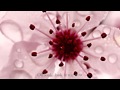 Blossom (Demo) | Pearl and The Puppets {Lyrics ...