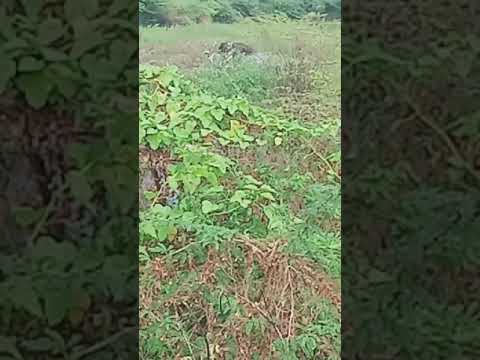 MURUGESH RADHIKA 9985666985/*/20/2/2021