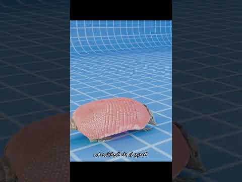 هل الأرماديلو يوقف الرصاص؟ #shortvideo