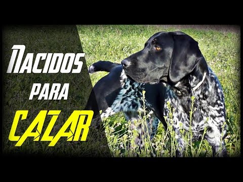 Como ADIESTRAR un CACHORRO de CAZA + ¡Nuevo Fichaje!