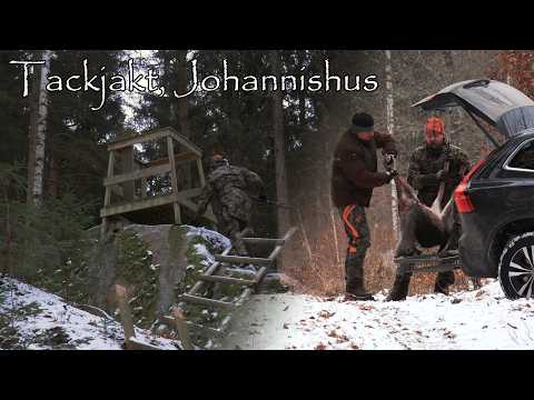 Tackjakt på Johannishus – Spännande drevjakt i Blekingeskogarna
