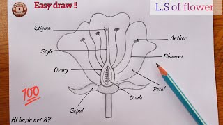 How to draw longitudinal section of flower step by step| How to draw parts of flower