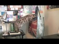 so you want a bengal cat - YouTube