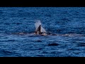 Orca attack a sperm whale