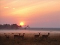 Как лань желает 1 