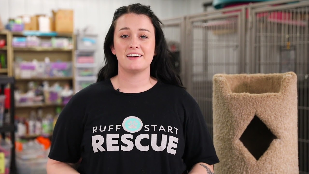 Enlarge Walter C12347, a Adoptable Domestic Short Hair in Princeton, MN video 6/6