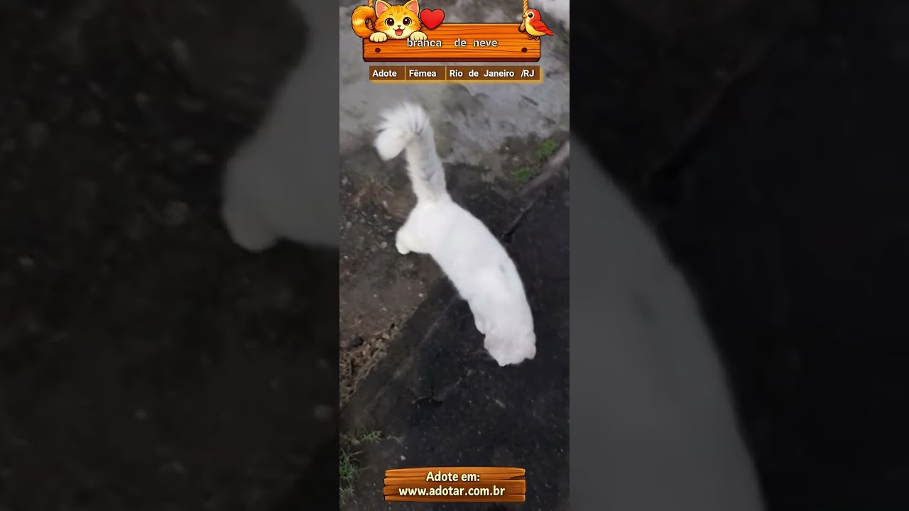 Gato raça SRD-ViraLata idade 1 ano nome branca de neve