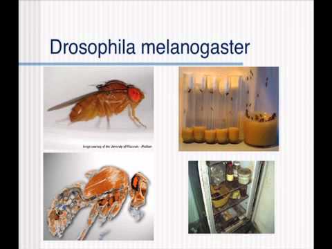 Stem Cells and Cancer: A Deadly Alliance - Dr. Juergen Knoblich - WITTGENSTEIN LECTURE