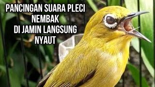 Download lagu PANCINGAN SUARA PLECI NEMBAK SAMBUNG SIULAN SAHDU ... mp3 Download lagu PANCINGAN SUARA PLECI NEMBAK SAMBUNG SIULAN SAHDU ... mp3