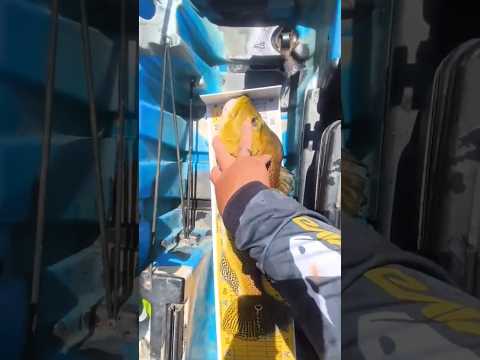 6° Torneio Paulista de Caiaque GKF, Parque Miracatu, Competidor Valim #tucunare #pescaria #fishing