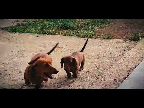 Dachshund puppy for sale