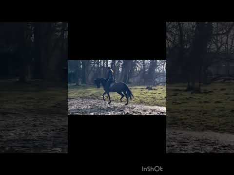 *FOR SALE*          Stute *2020.                         Fürst Toto x Bordeaux